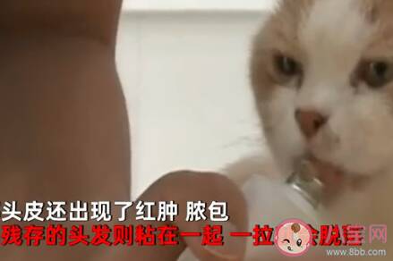 小孩与宠物猫接触后局部头秃 家有小孩养宠物要注意些什么