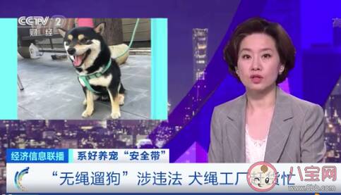 犬绳销量暴增是什么原因 遛狗栓绳有多重要