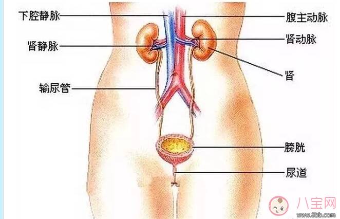 孩子尿路感染怎么办 怎么避免孩子尿路感染