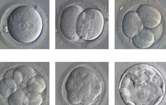 试管婴儿鲜胚和冻胚区别 鲜胚和冻胚培养成囊胚的成功率一样吗