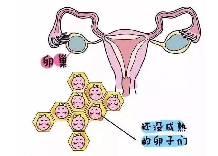 女性卵子是什么样的 女性一个月排几个卵子