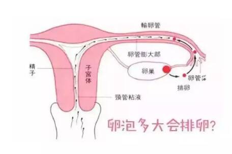 卵泡发育会影响怀孕吗 备孕吃什么促进卵泡生长