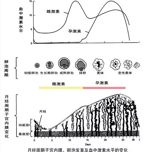 子宫内膜息肉患能吃黄体酮治疗吗 子宫息肉可以自然消退吗