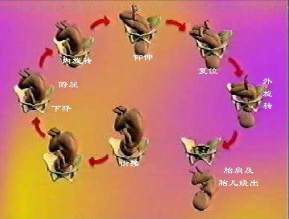 生产小知识|分娩机转是什么?分娩机转步骤有哪些？