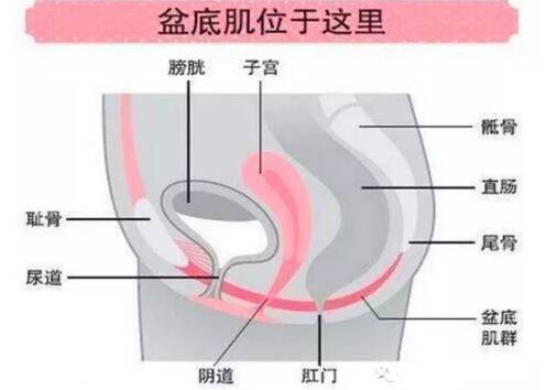 盆底肌修复会不会影响二胎 一胎后不修复二胎损伤更大吗