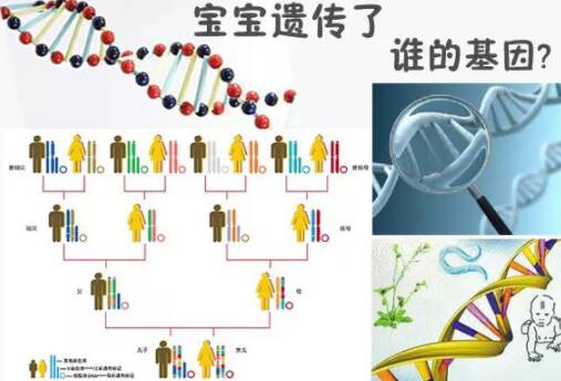 谁的基因决定孩子的智商相貌 决定孩子智商相貌的基因