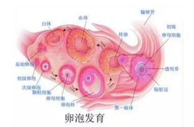 卵泡发育不良怎么治 卵泡发育不良治疗方法