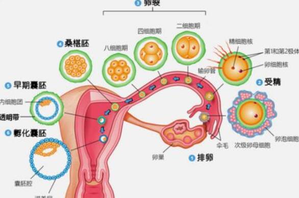 试管婴儿麻醉取卵有哪些影响2022 麻醉会不会对卵子有影响