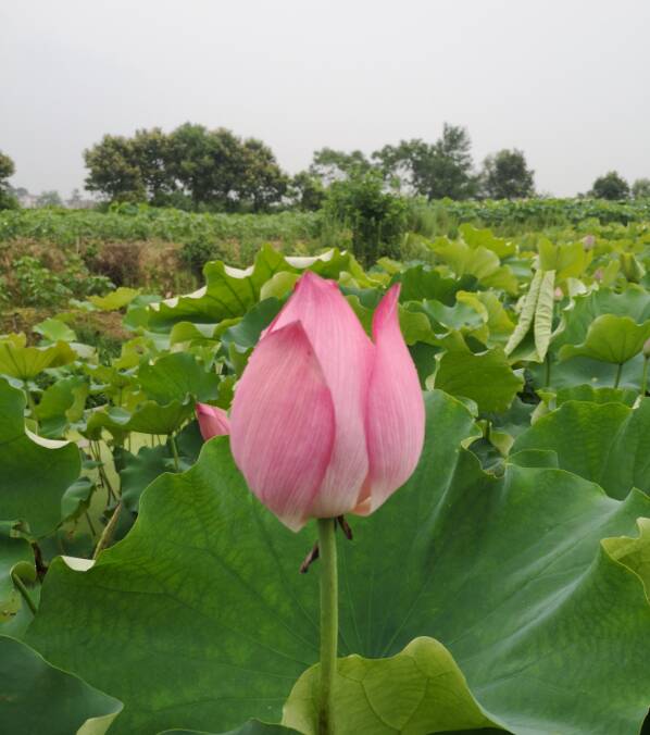 夏日赏荷花心情说说 夏日赏荷花的句子怎么写