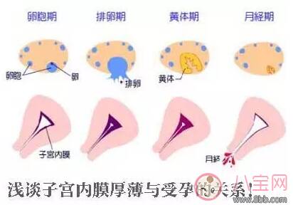 子宫内膜薄会怀孕吗 子宫内膜薄吃什么好