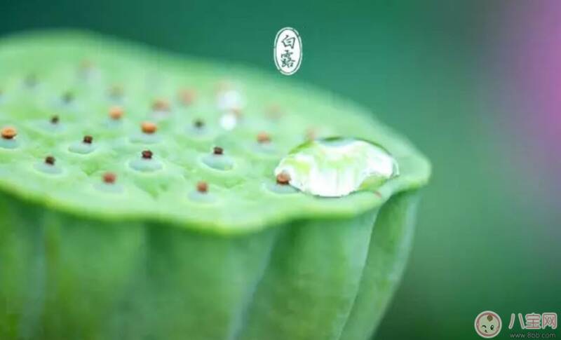 白露节气怎么养生 白露时节有哪些饮食的禁忌