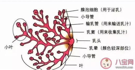 堵奶是什么感受 为什么会出现堵奶的情况