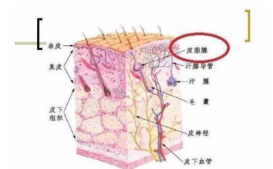 夏季日常护肤怎么做 夏季如何保养自己的皮肤