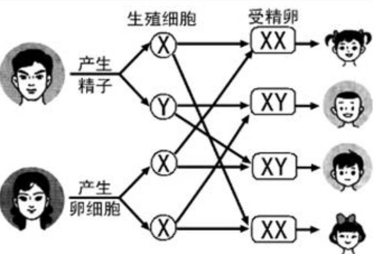 母亲怀孕农历月份怎么看生男生女 母亲怀孕农历月份看生男生女公式