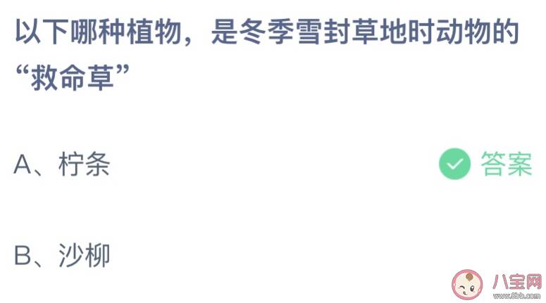 以下哪种植物是冬季封草地时动物的救命草 蚂蚁庄园3月12日答案最新