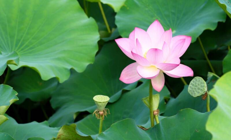 夏季怎么给孩子补阳 孩子夏季缺阳怎么做比较好