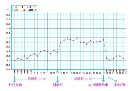 怎么知道自己大概的排卵期 简单估计排卵期方法2022