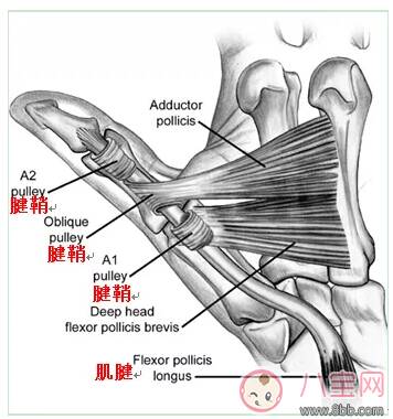 孩子手指伸不直是什么情况，为什么孩子的手指伸不直