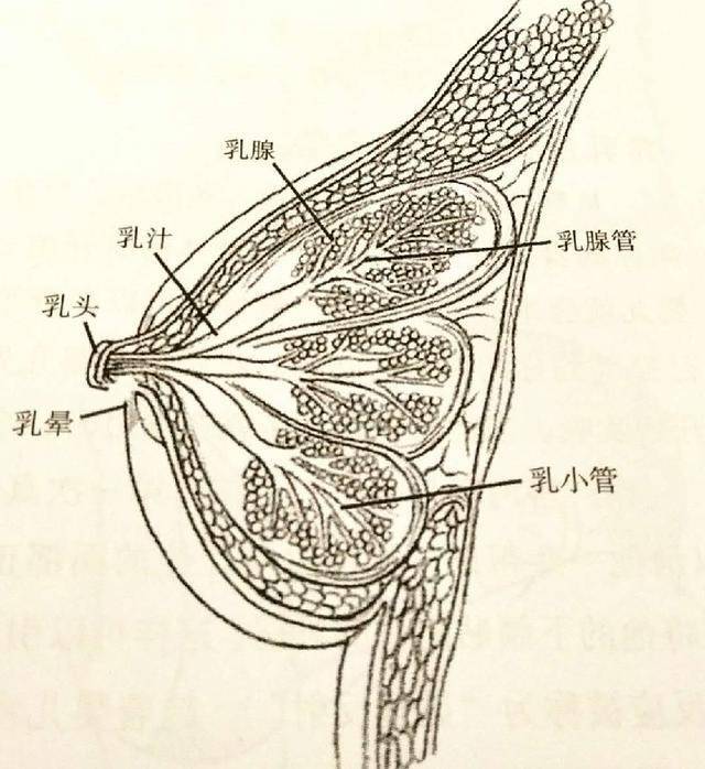 胸小没奶？胸大奶多？孕期五大哺乳问题一次说清