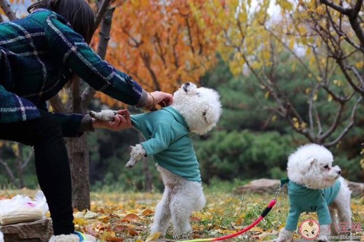 家里有宠物疫情期间如何消毒 有宠物疫情期间要注意什么