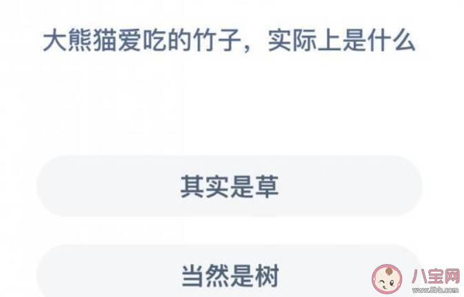 大熊猫爱吃的竹子实际上是什么蚂蚁庄园 12月12日小课堂答案