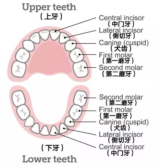 宝宝什么时候长第一颗牙齿 宝宝在长牙齿的时候会有什么表现