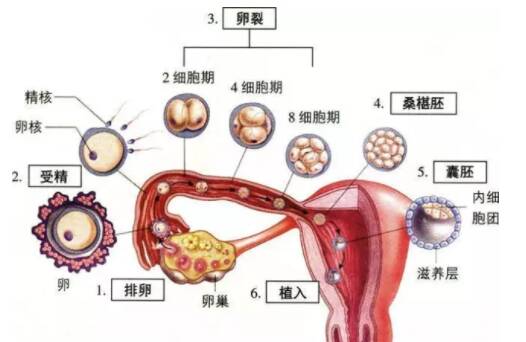 受精卵着床过程是怎么样  受精卵着床过程及时间