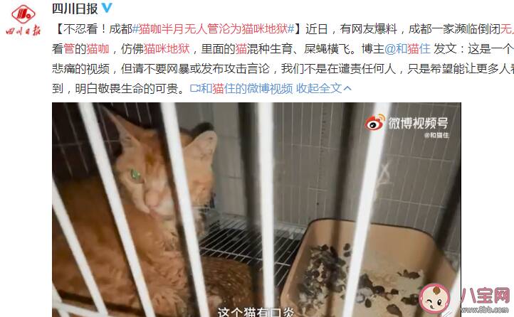 如何看待猫咖的存在 猫咖是什么时候兴起的