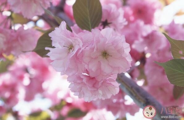 花粉过敏高发时间段什么时候 花粉过敏防治手册