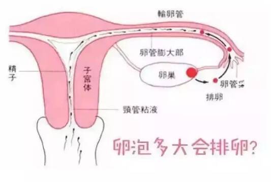 备孕卵泡发育迟缓怎么办 卵泡发育迟缓诊断标准有哪些