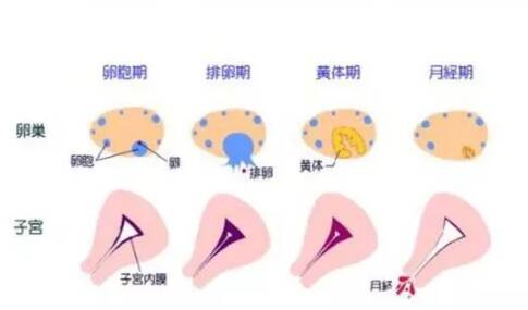 子宫内膜太薄有什么影响 子宫内膜太薄的危害