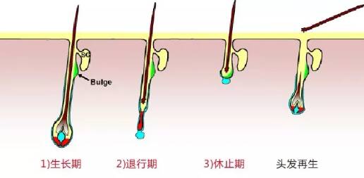 产后脱发多久能长回来 产后脱发怎么洗头发