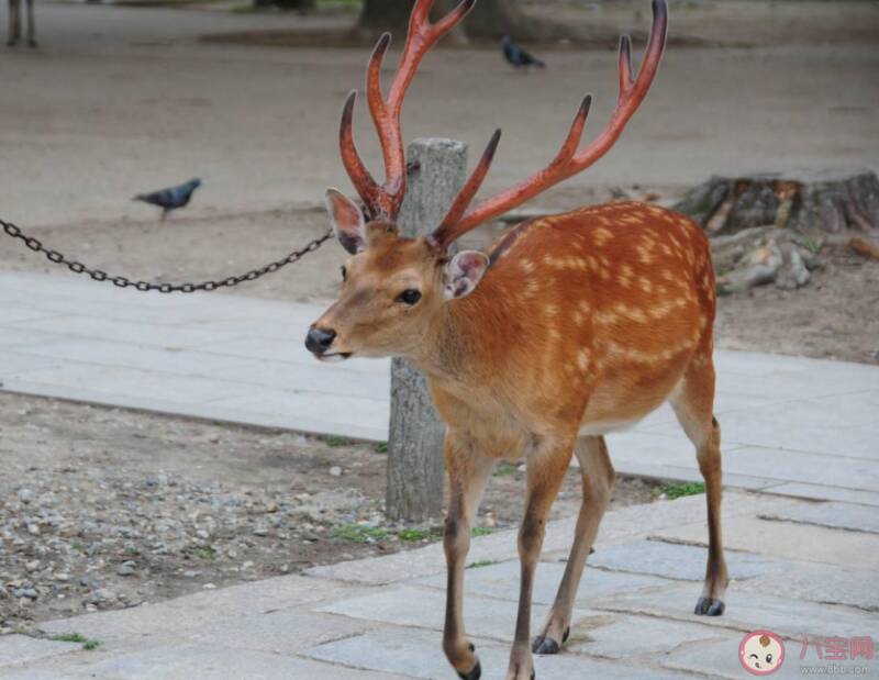 割掉鹿茸鹿还能生存吗 吃鹿茸对身体有什么好处